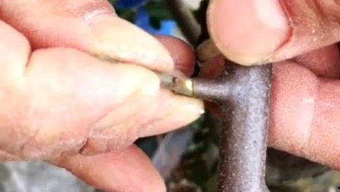 嫁接视频,视频揭秘植物繁殖新篇章