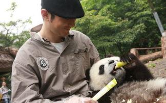 美国明星熊猫基地,熊猫乐园的璀璨星光