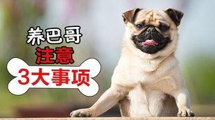 哈巴狗儿歌视频,欢快旋律中的童年回忆