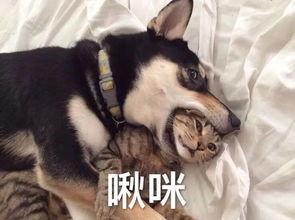 大哥爆料二哈视频播放,二哈搞笑视频幕后故事