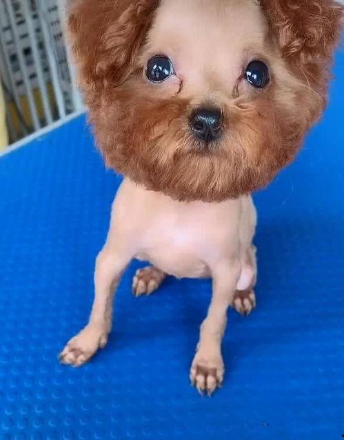 巴哥爆料线索是真的吗视频,视频内容深度分析