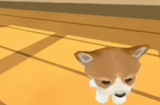 doge视频,Doge视频背后的爆笑故事