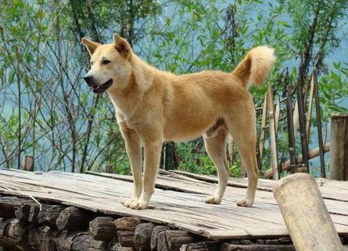 义犬报恩一在线观看免费,忠诚守护，感人至深的故事在线免费观看