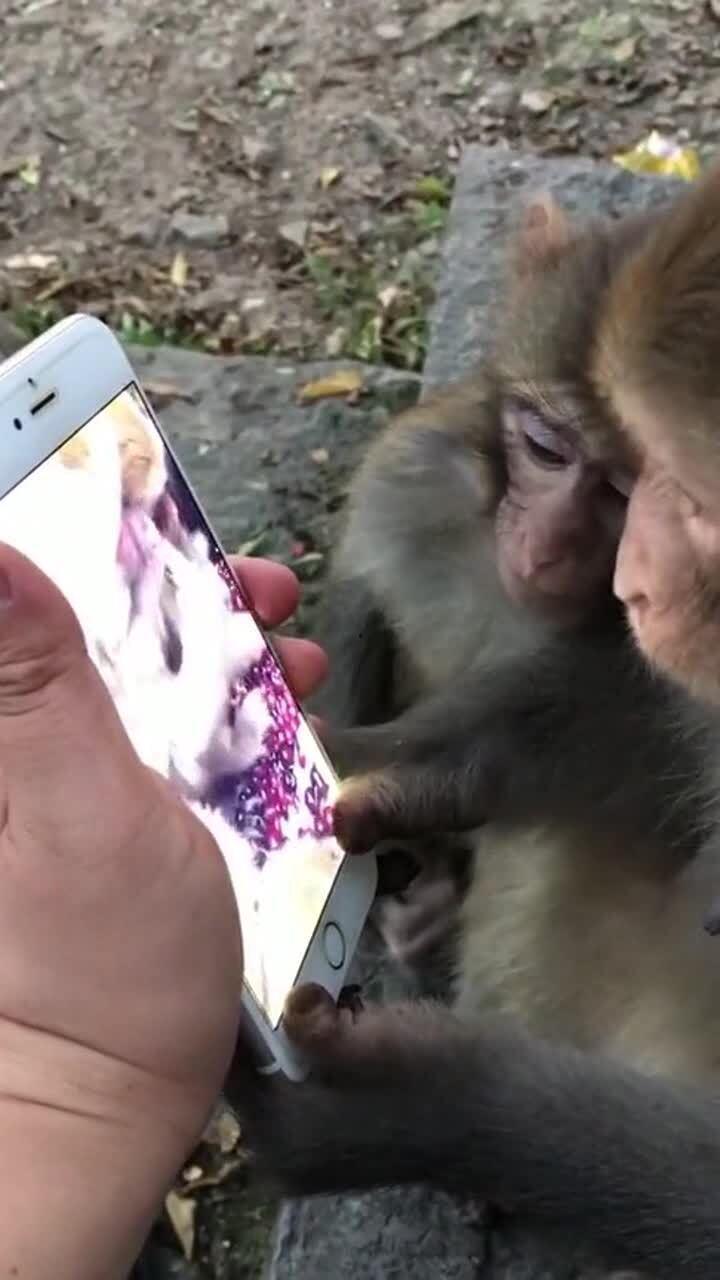 免费观看猴子视频