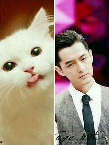 猫系男明星,盘点那些魅力四溢的猫系男明星