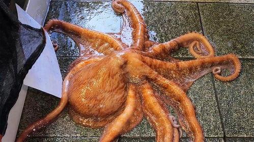 八爪鱼怎么处理视频,高效视频生成全攻略